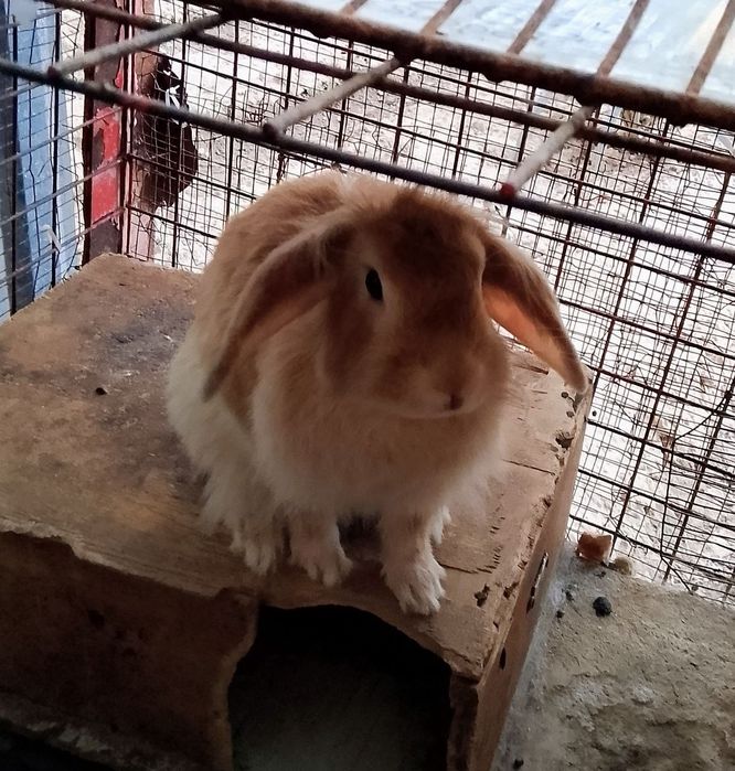 Quyonlar sotiladi