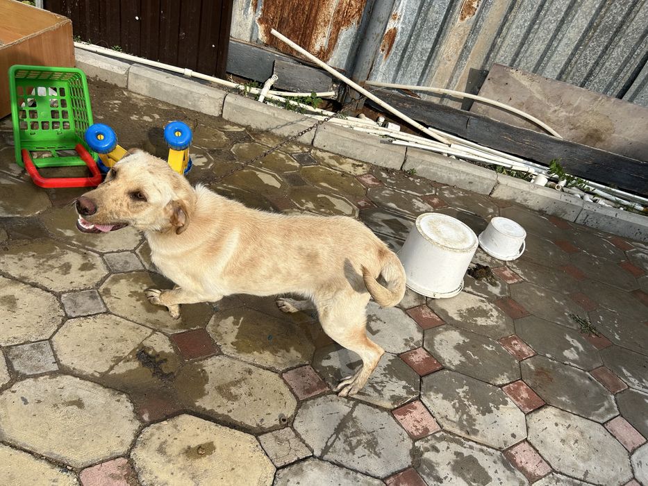 Продам щенок лабрадор