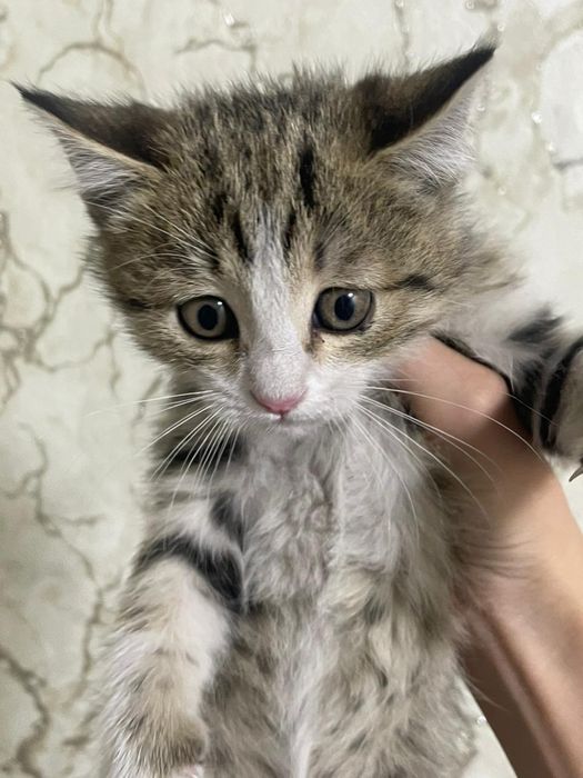 Отдам котят в хорошие руки