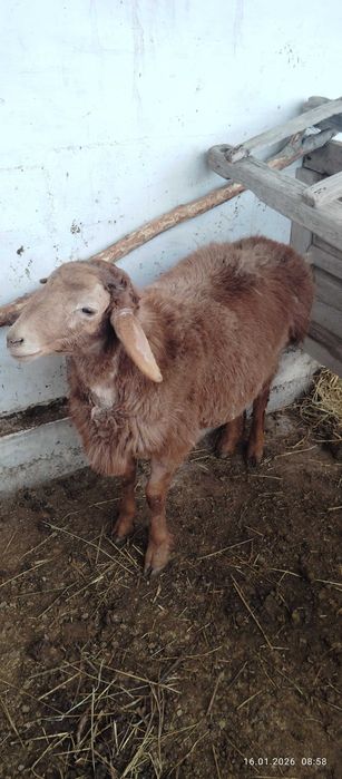 Қўй сотилади арашан