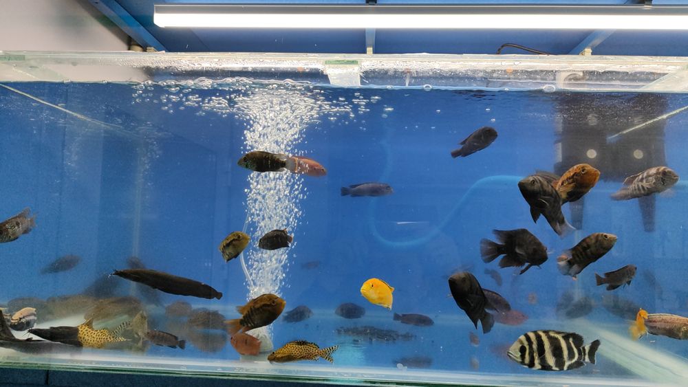 Аквариумные рыбки