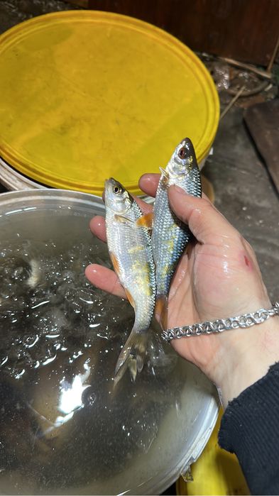 Живец, чебак Свежий