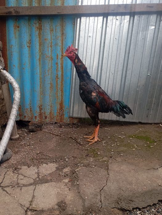 Дакан спар жоқ ннн