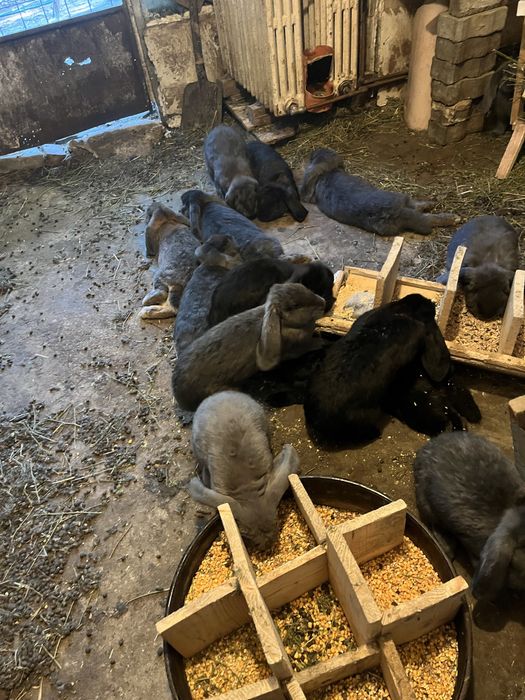 Schimb mascul Berbec German