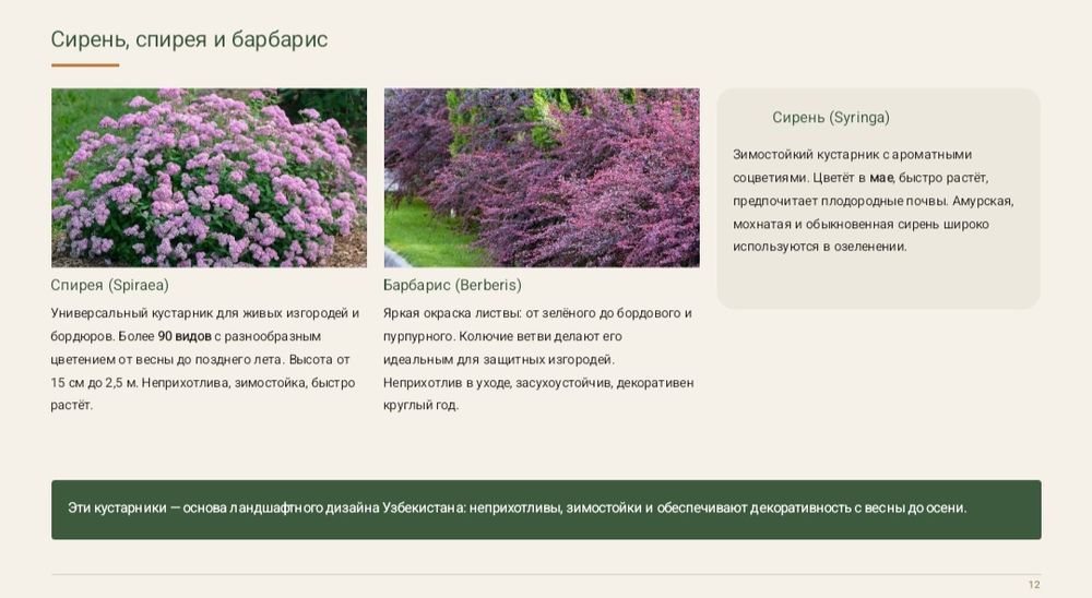 《Презентация》canva, PowerPoint а также word варианты