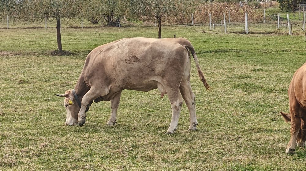 Vând vaca bruna de maramures
