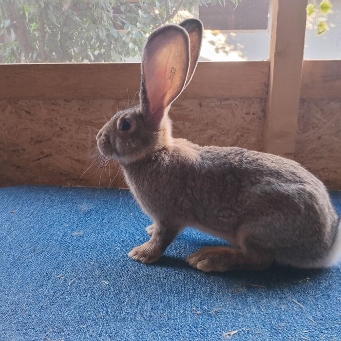 Uriasi german de vanzare masculi ,femele tineret si adulti. 0757624049.