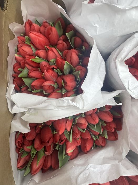 Свежие Тюльпаны.