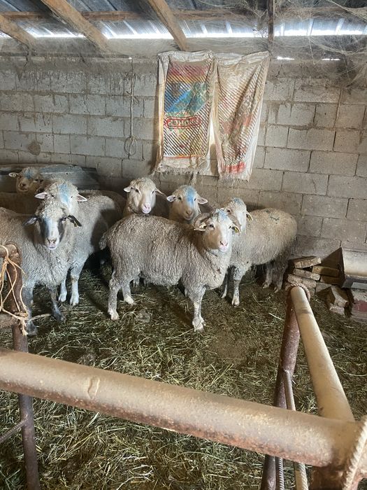 Продам жирных баранов