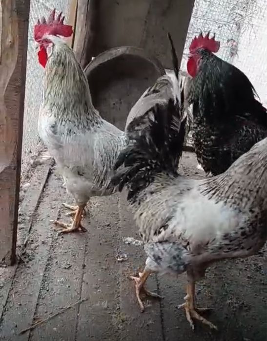 Петухи разных пород