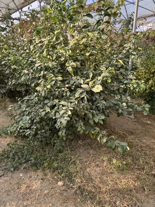 Lemon kochatlar bor 6 7 yilllik Limon hosilga kirgan