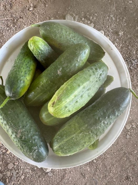 Дачные огурцы для салата