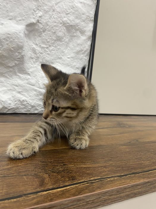 Котята милашки в добрые руки