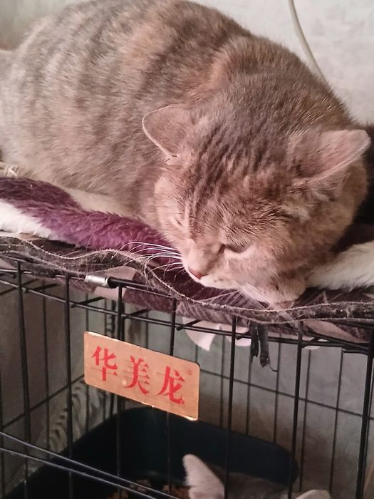 Кошка Милашка для Вас