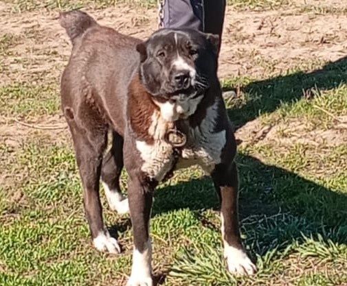 Продается сука порода тобет