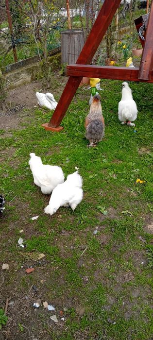 Mătase japoneză pui/ familie