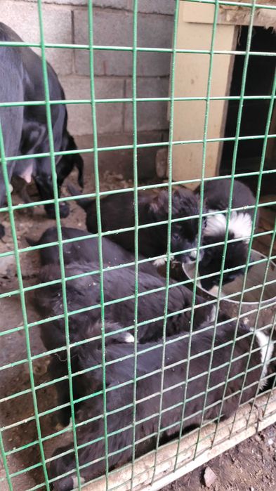 Щенки от мамы лабрадора