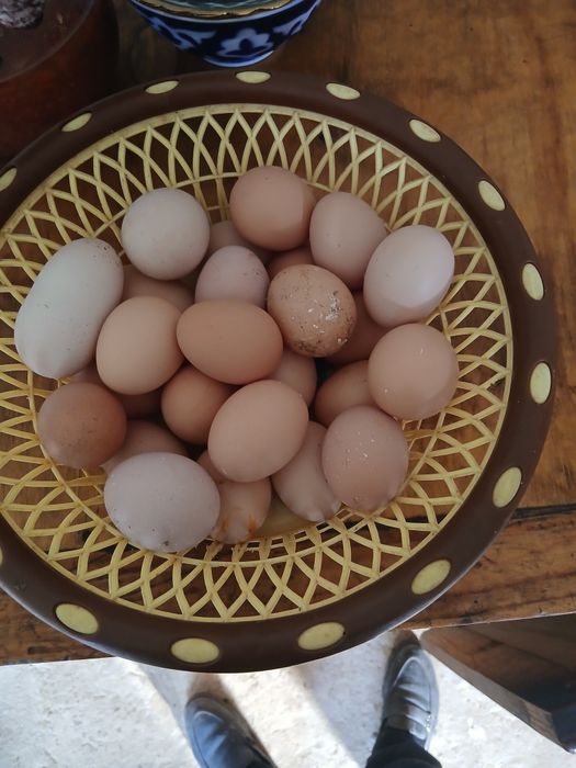 Хан хяп тухмлари сотилади