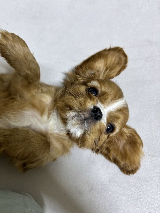 Продаються щенки Кавалер кинг чарльз спаниель