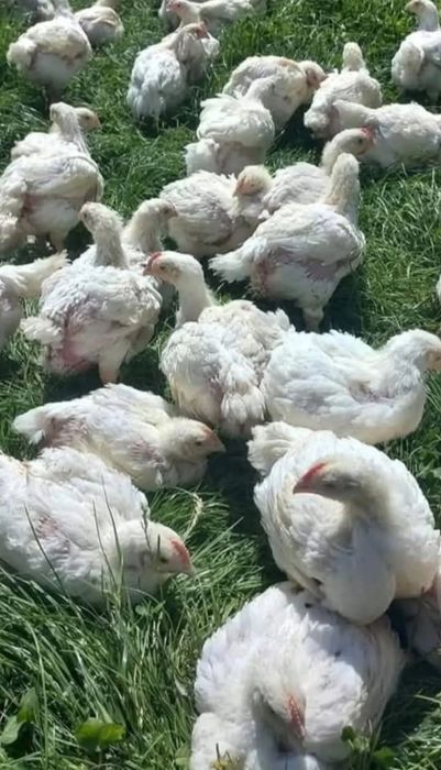 Am păsări de vânzare puii albi de carne