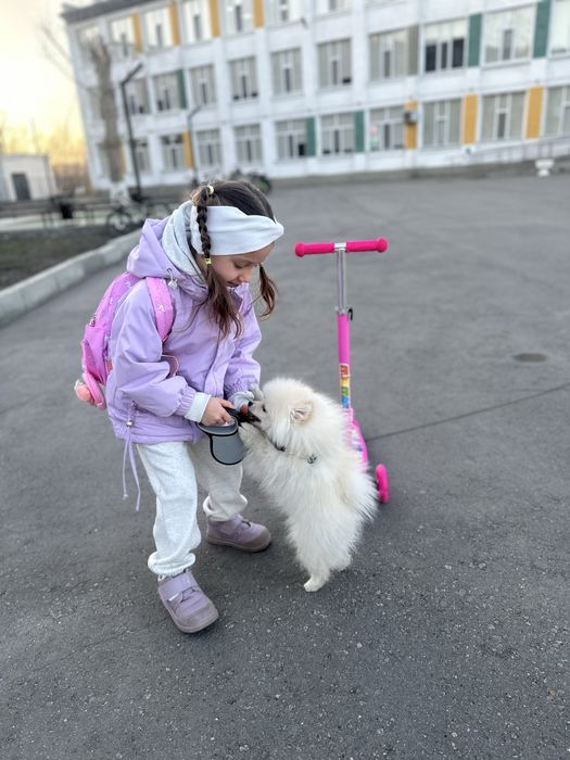 Помиранский шпиц с документами .