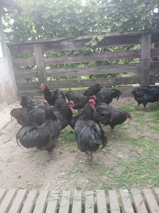 Cocosi australorp  varsta 5 luni și 12 zile