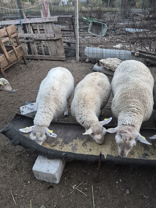 3 mioare texel+ 2 berbeci