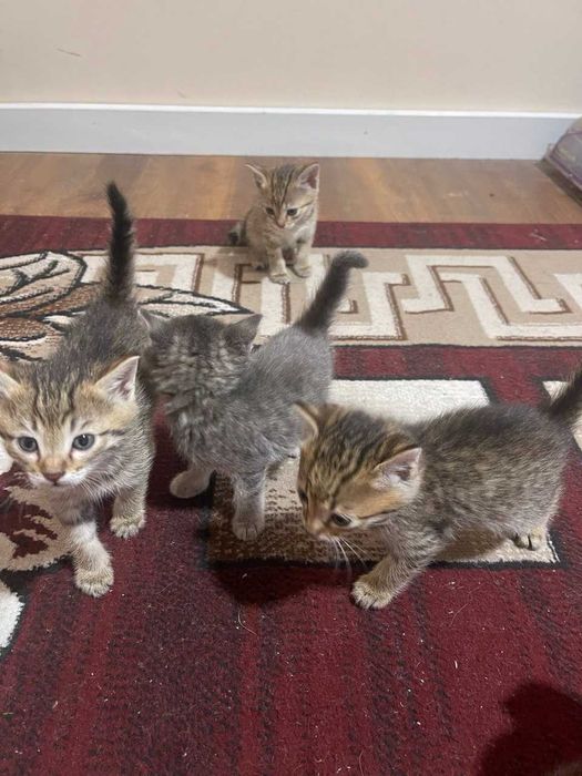 Очаровательный домашний кот с котятами!