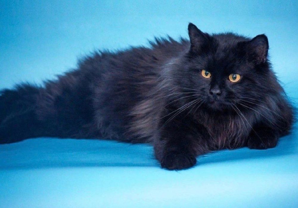 Продам сибирского котенка