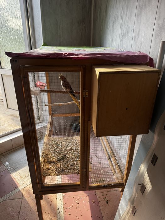 попугай корелла с вольерам прадаётса