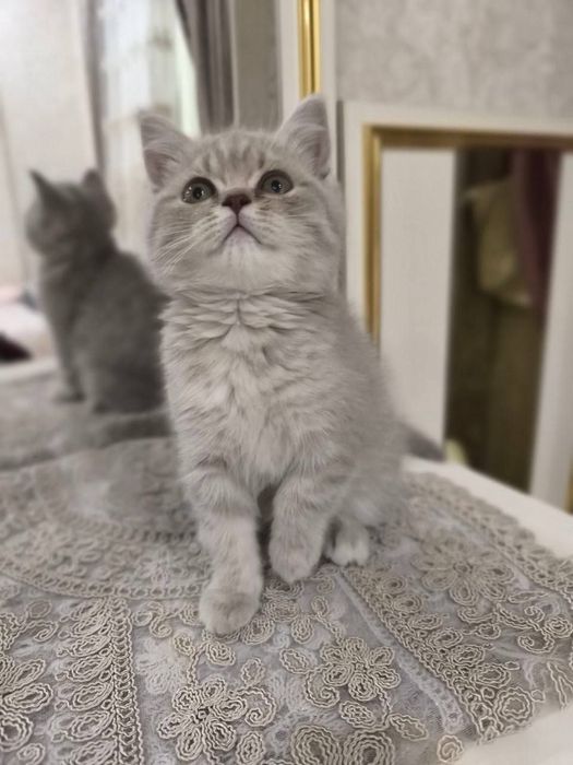 Britanskaya shinshila (Qiz)