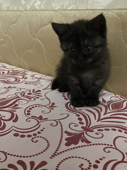 Породистый котенок