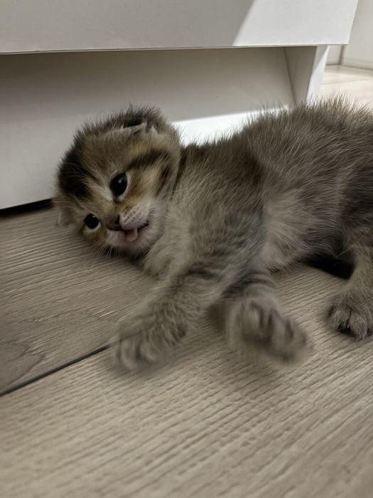 Шотландско-британские котята