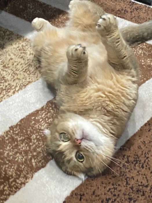 драгоценные шиншиллы котята