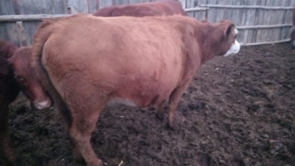 Анастасия Браун порно