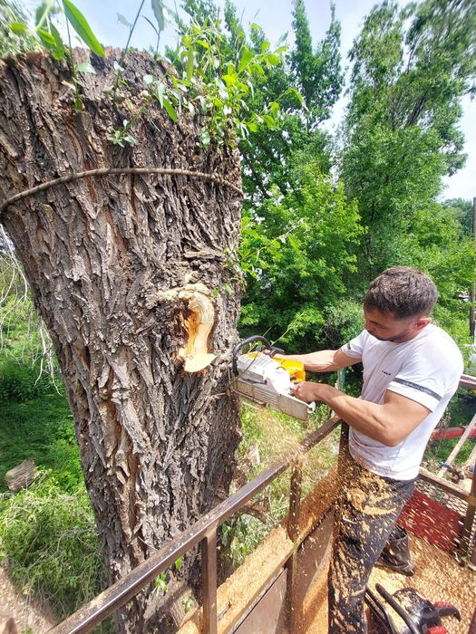 Спил деревьев, обрезка