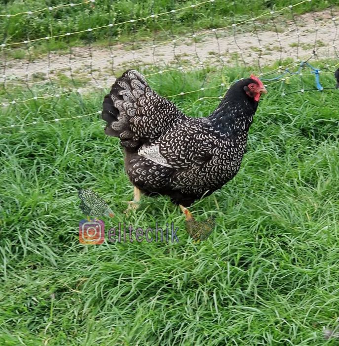 Цыплята барневельдер