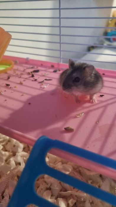 Donam hamsteri pitici pui 4saptamani