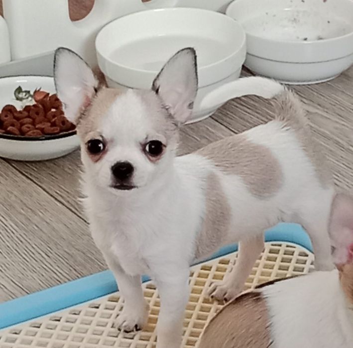 Девочка Чихуахуа 2 месяца