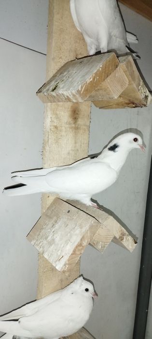 Молодые голуби бакинцы 2025