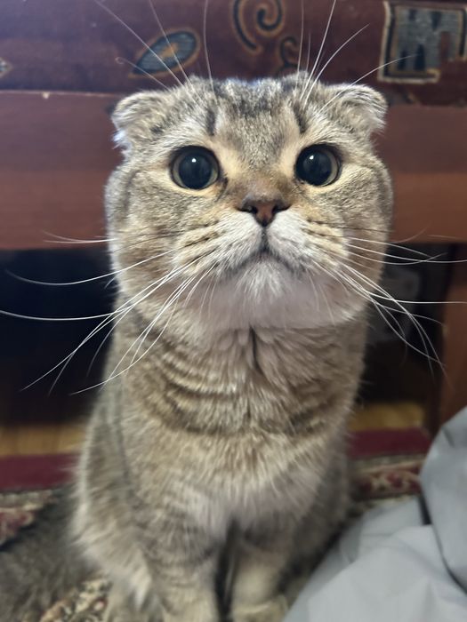 Вязка Шотландский вислоухий кот