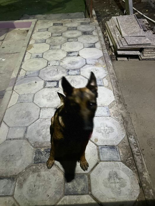 Бельгийская овчарка