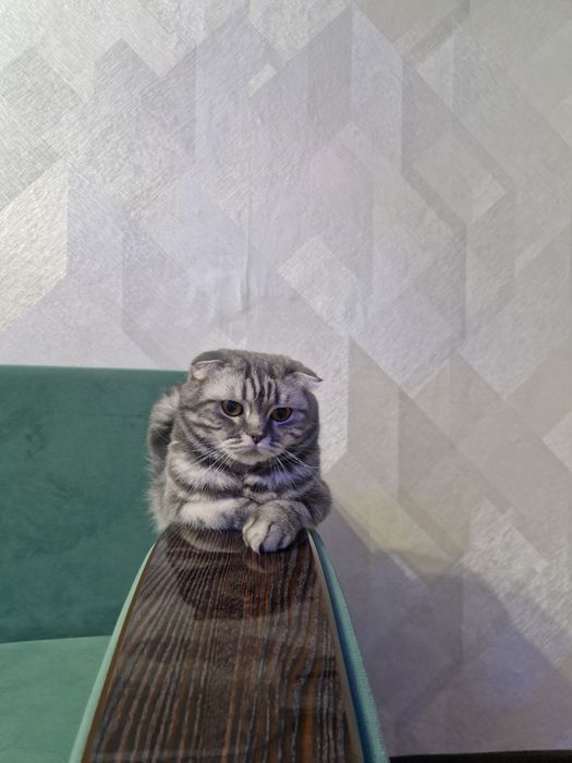 Шотландских котят