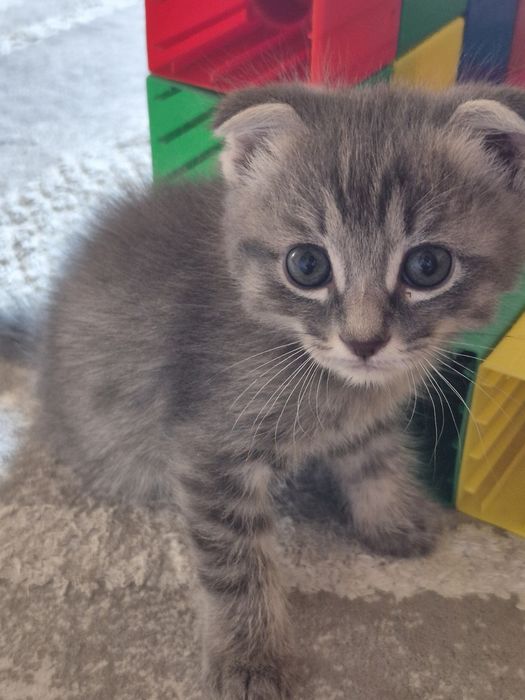 Продам котёнка мальчик
