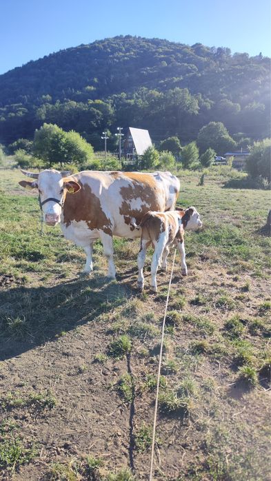 Vand vaca cu vitel de 4 saptamani