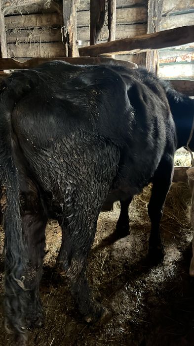 Продам коров с телятами.