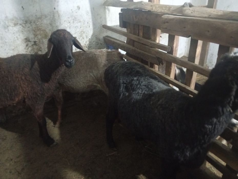 семиз саулық қойлар