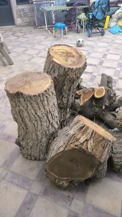 O'tin Kunda lar katta katta. Arzon