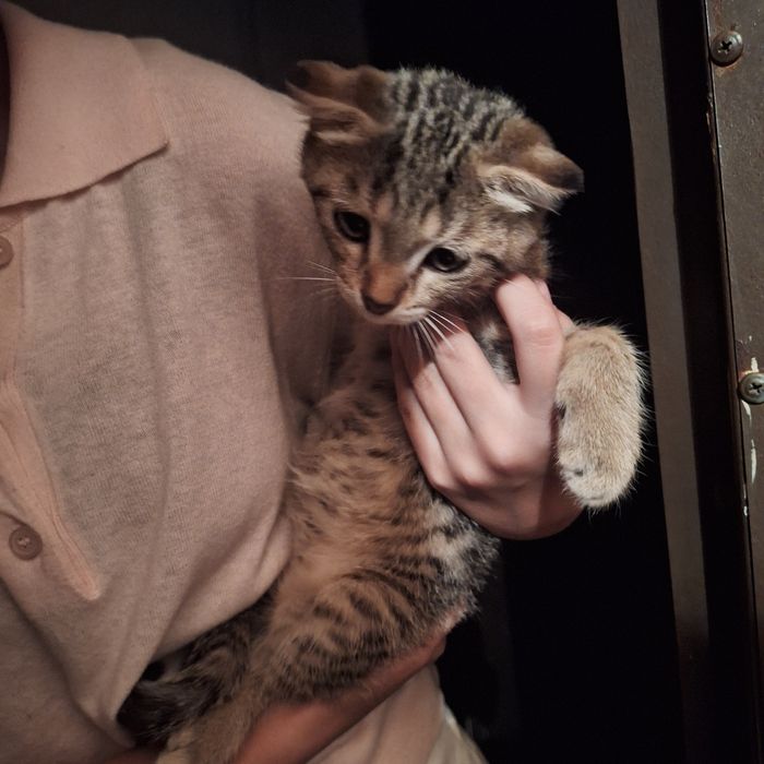 Бесплатно котёнок