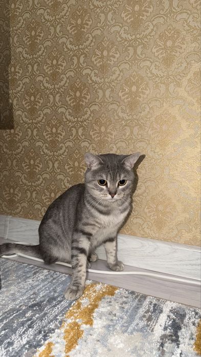 Шотландский прямоухий кот